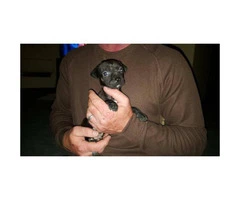 black lab pitbull mix (labrabull) puppies for sale - 2
