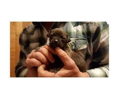 black lab pitbull mix (labrabull) puppies for sale - 3