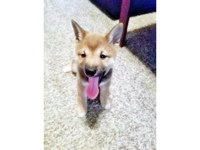 shiba inu puppies for sale in illinois Benton - Puppies for Sale Near Me