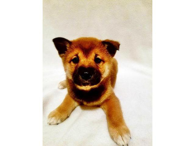35 HQ Images Shiba Inu Puppies For Sale Near Me - shiba inu puppies for sale in illinois in Benton, Illinois ...