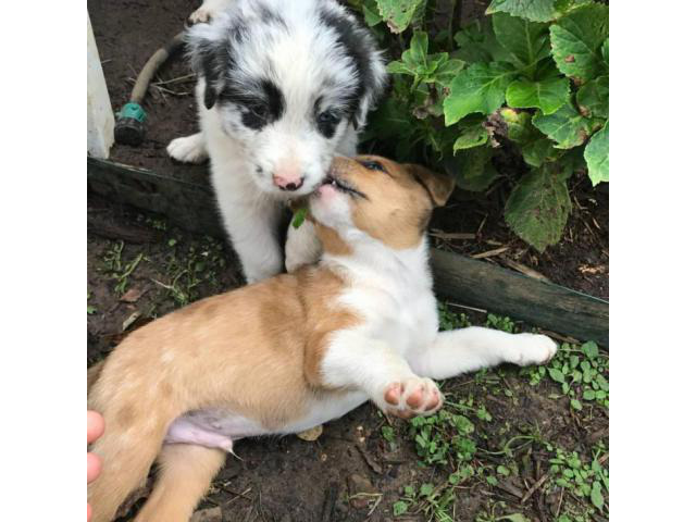 black mouth cur australian shepherd mix Mt. Pleasant - Puppies for Sale ...