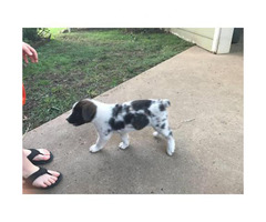 black mouth cur australian shepherd mix Mt. Pleasant - Puppies for Sale ...