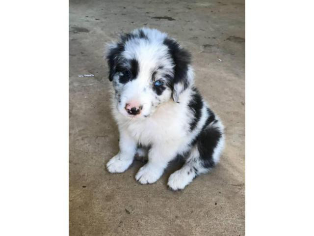 black mouth cur australian shepherd mix Mt. Pleasant - Puppies for Sale ...