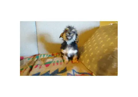 18 week old Shih-poo Puppies