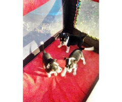 rat terrier puppies for sale - 2