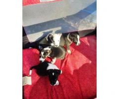 rat terrier puppies for sale - 3