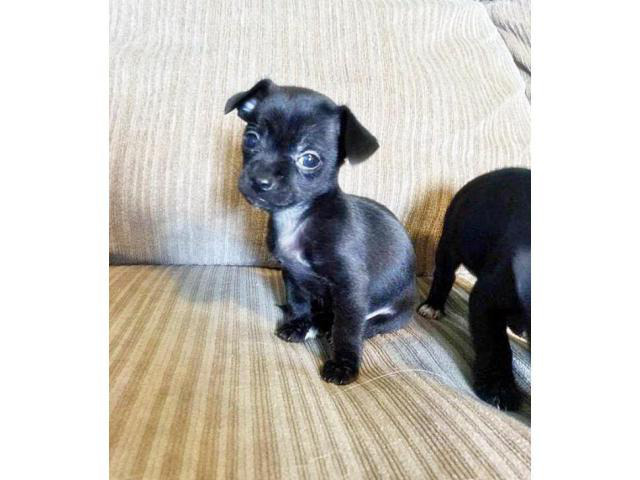 applehead chihuahua puppies for sale in california in , California