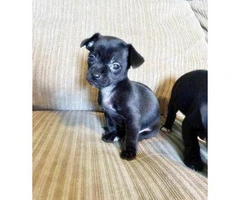 applehead chihuahua puppies for sale in california - 1