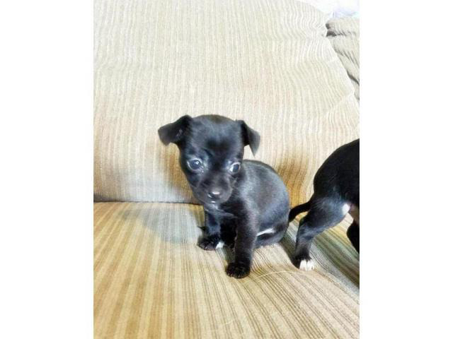 applehead chihuahua puppies for sale in california in