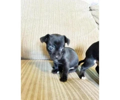 applehead chihuahua puppies for sale in california - 5