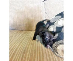 applehead chihuahua puppies for sale in california - 6