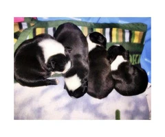 Beautiful and healthy Boston Terrier Puppies