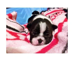 Beautiful and healthy Boston Terrier Puppies - 3
