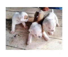 Olde english bulldogge for sale 3 puppies left
