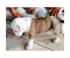 Olde english bulldogge for sale 3 puppies left - 3