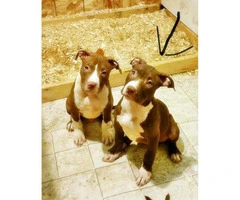 american bully dog for sale - 1