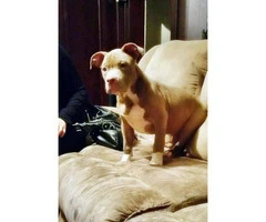american bully dog for sale - 2