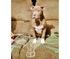 american bully dog for sale - 4