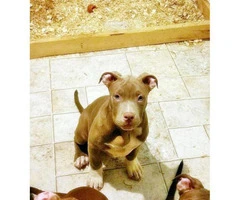 american bully dog for sale - 5
