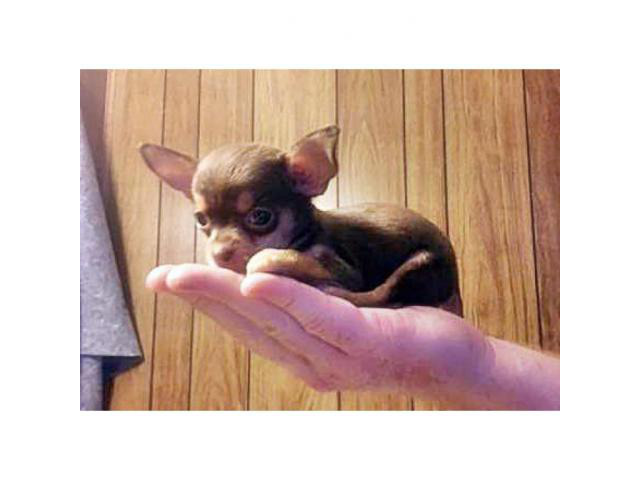 Micro Teacup Chihuahua Puppies For Sale In California Sacramento 