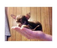micro teacup chihuahua puppies for sale in california - 1