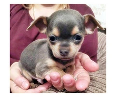 micro teacup chihuahua puppies for sale in california - 2