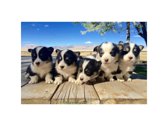 corgi puppies for sale in Malta, Idaho - Puppies for Sale ...