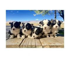 corgi puppies for sale - 4