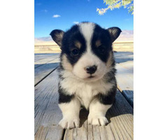 corgi puppies for sale in Malta, Idaho - Puppies for Sale ...