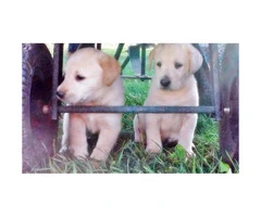 yellow lab puppies for sale in pa