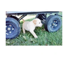 yellow lab puppies for sale in pa - 2