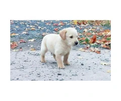 yellow lab puppies for sale in pa - 3