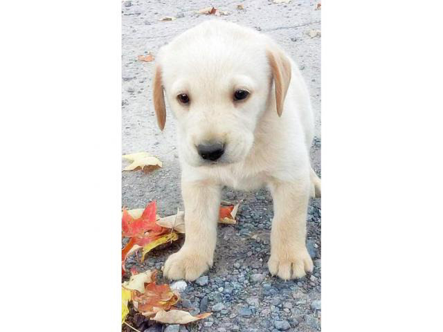 yellow lab puppies for sale in pa in Harrisburg ...