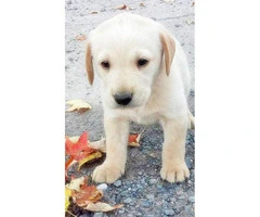 yellow lab puppies for sale in pa - 4