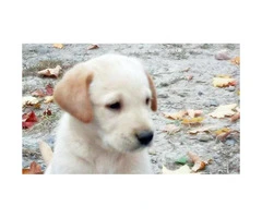 yellow lab puppies for sale in pa - 5