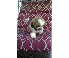 8 weeks old Shih Tzu puppy for sale