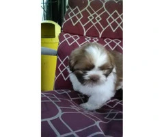 8 weeks old Shih Tzu puppy for sale - 2