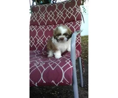8 weeks old Shih Tzu puppy for sale - 3