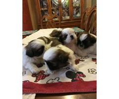 4 males and 1 female Shih-Tzu puppies available