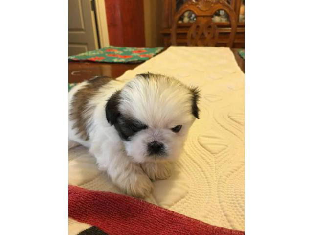 Puppies For Sale In Albuquerque >> 4 males and 1 female Shih-Tzu puppies available in Albuquerque, New Mexico - Puppies for Sale ... Puppies For Sale In Albuquerque >> 4 males and 1 female Shih-Tzu puppies available in Albuquerque, New Mexico - Puppies for Sale ...