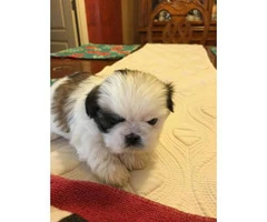 4 males and 1 female Shih-Tzu puppies available - 2
