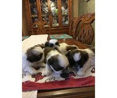 4 males and 1 female Shih-Tzu puppies available - 3