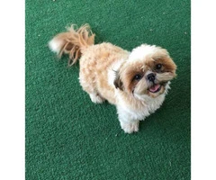 4 males and 1 female Shih-Tzu puppies available - 4