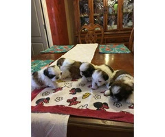 4 males and 1 female Shih-Tzu puppies available - 5