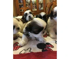 4 males and 1 female Shih-Tzu puppies available - 6