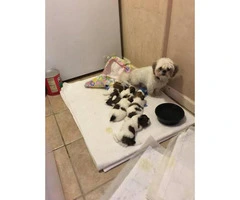 4 males and 1 female Shih-Tzu puppies available - 8