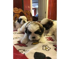 4 males and 1 female Shih-Tzu puppies available - 9