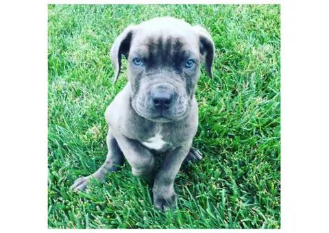 Cane Corso puppies for sale in CA