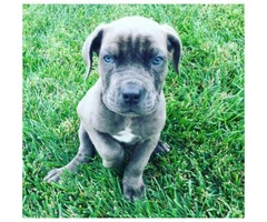 Cane Corso puppies for sale in CA