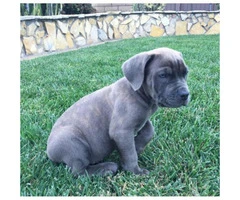 Cane Corso puppies for sale in CA - 2